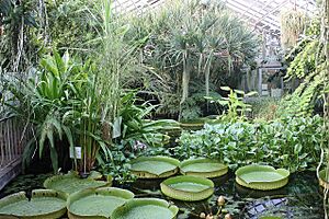 Archivo:Jena, botanischer Garten, Tropenhaus-2