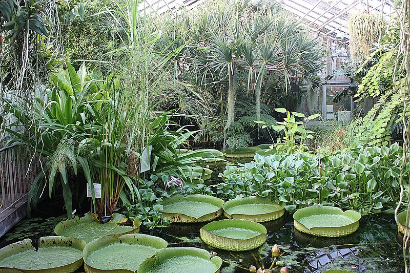 Jena, botanischer Garten, Tropenhaus-2