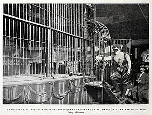 Archivo:La Condesa X, notable domadora de leones que se exhibe en el Circo de Colón, al entrar en la jaula, de Franzen, Blanco y Negro, 15-07-1900