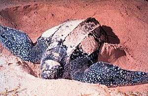 Archivo:LeatherbackTurtle