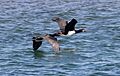 Magellantic Cormorant (Phalacrocrax magellanicus) (15336306693)