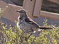 Mimus patagonicus (Patagonian Mockingbird), Valdez Peninsula