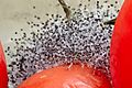 Mold on tomatoes (macro)