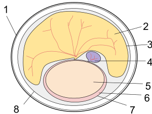 Archivo:Monotreme Egg Diagram