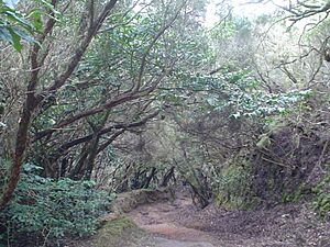 Archivo:Monte las Mercedes-Llano el Loro