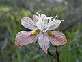 Moraea gawleri. Sprengel Rondebosch common (2)