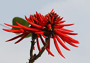 Archivo:Naked Coral Tree - Erythrina coralloides 02