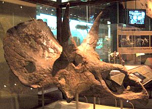 Archivo:Nedoceratops hatcheri 2