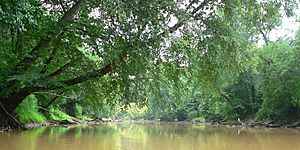 Archivo:Neuse River-27527