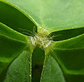 O. debilis-corymbosa-12