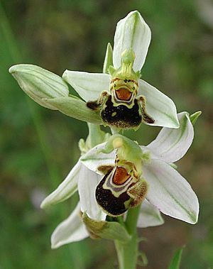Archivo:Ophrys-apifera-Bluete