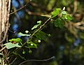 Passiflora lutea bloom and fruit