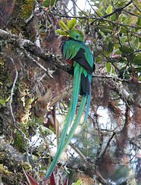 Pharomachrus mocinno - Parque Nacional Los Quetzales 01