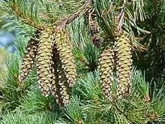 Pinus monticola0.jpg