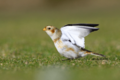 Plectrophenax nivalis ouessant 29.10