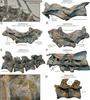 Archivo:Pneumatic structures in Senzhousaurus and Gallimimus