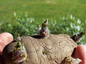 Archivo:Potato EarlyRose sprouts