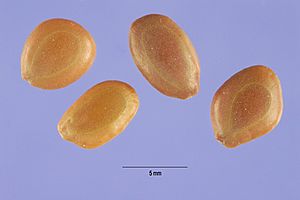 Archivo:Prosopis-juliflora-seeds