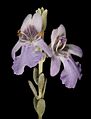 Prostanthera wilkieana - 7