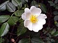 Rosa pouzinii FlowerCloseup SierraMadrona