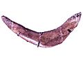 SUE FM 2081 T rex furcula