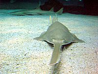 Sawfish genova