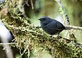 Scytalopus acutirostris - Tschudi's Tapaculo 2