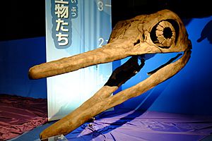 Archivo:Shonisaurus skull