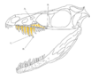Sinornithosaurus Skull