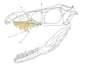 Archivo:Sinornithosaurus Skull