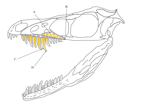 Sinornithosaurus Skull