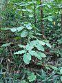 Starr 070321-6115 Piper auritum