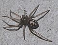 Steatoda grossa 070822