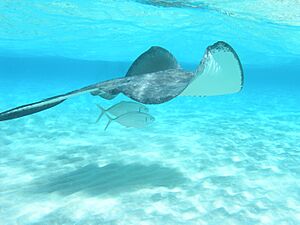Archivo:Stingray passing - Grand Cayman