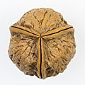 Three-part Walnut-8283