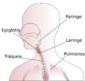 Throat anatomy diagram es