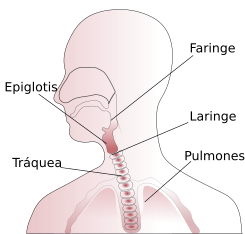 Throat anatomy diagram es.svg