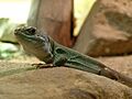 Timon pater tangitanus-Prague ZOO