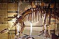 Tuojiangosaurus skeleton NHM