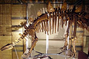 Archivo:Tuojiangosaurus skeleton NHM