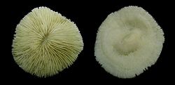 Archivo:Unknown Coral Front and back Macro