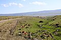 Vacas en la provincia de Ávila