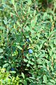 Vaccinium uliginosum 03