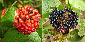 Archivo:Wolliger Schneeball mit zeitgleich roten unreifen und schwarzen reifen Früchten