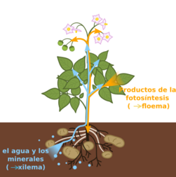 Archivo:Xylem and phloem diagram-es