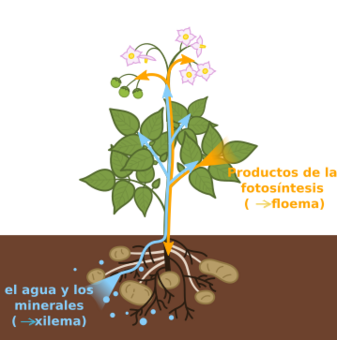 Xylem and phloem diagram-es