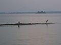 Zumpango Laguna con garzas