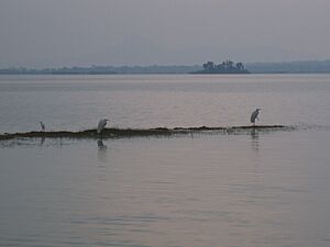 Archivo:Zumpango Laguna con garzas