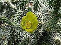 仙人掌葉團扇屬 Cylindropuntia whipplei -溫哥華哥倫比亞大學植物園 UBC Botanical Garden, Vancouver- (16732918041)
