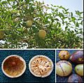 Aegle marmelos tree and fruits